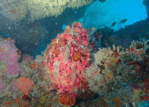 オオモンカエルアンコウ