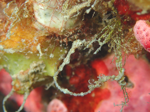 ピグミーシードラゴン