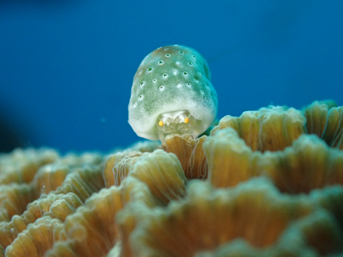 ユキンコボウシガニ