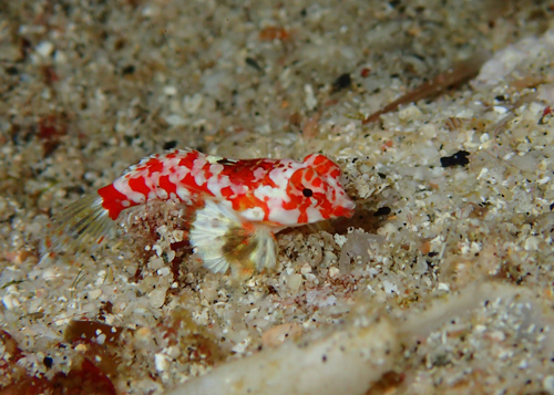 ミヤケテグリｙｇ