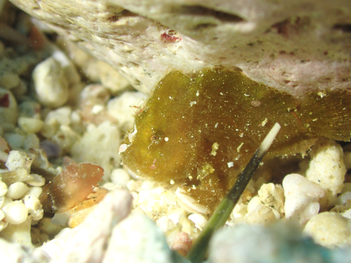 ヒメヒラタカエルアンコウ