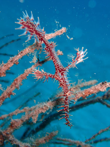 ニシキフウライウオ