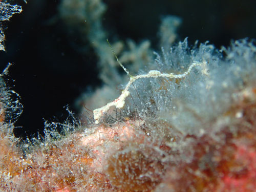 ピグミーシードラゴン