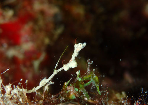 ピグミーシードラゴン