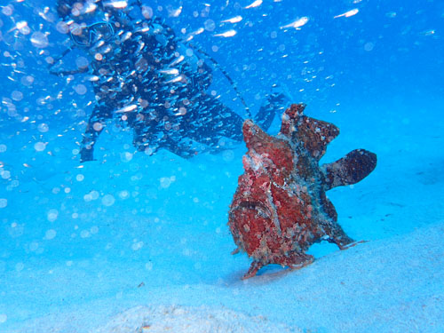 オオモンカエルアンコウ