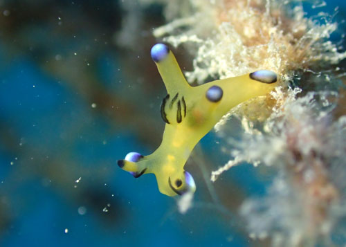 ウデフリツノザヤウミウシ（ピカチュウ）