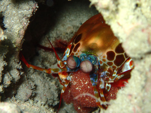 モンハナシャコの抱卵