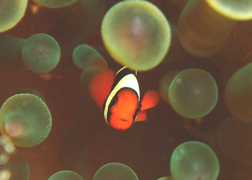 ハマクマノミBABY