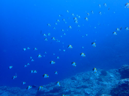 カスミチョウチョウウオの群れ