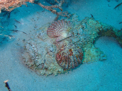 オニダルマオコゼ