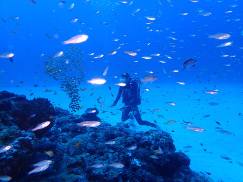 魚に囲まれるゲストさん