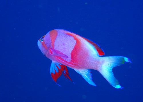 スミレナガハナダイ婚姻色