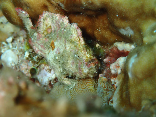 ヒメヒラタカエルアンコウ