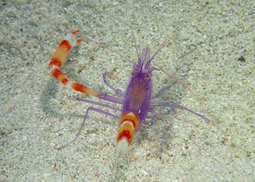 バイオレットボクサーシュリンプ