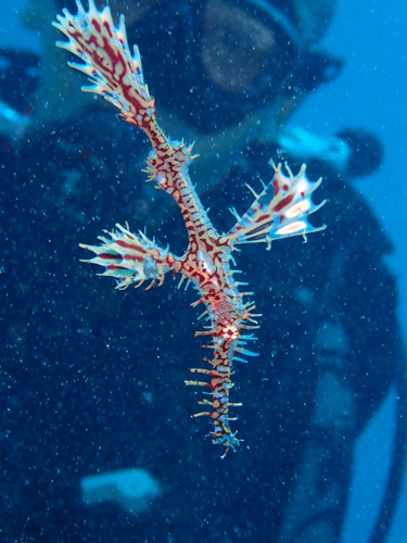 ニシキフウライウオ