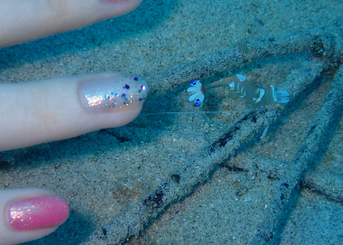 オドリカクレエビ