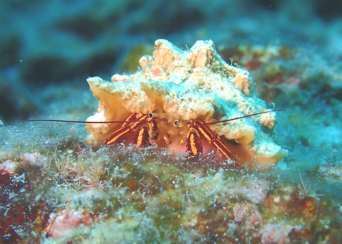 パグリステス・ジャルール