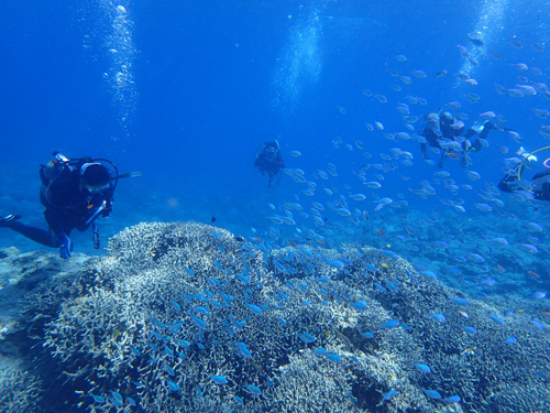 デバスズメダイの群れ