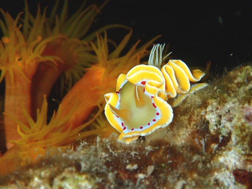 アカテンイロウミウシ