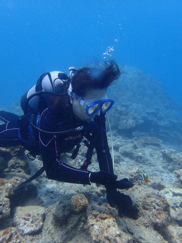 クマノミとお母さん