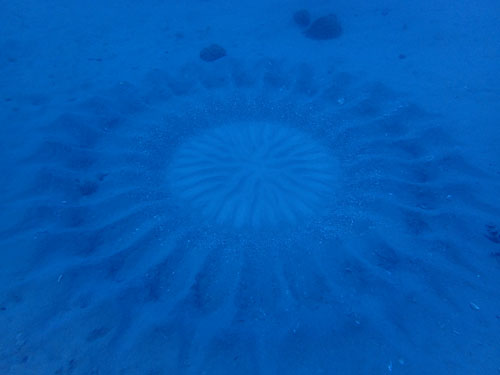 ミステリーサークル