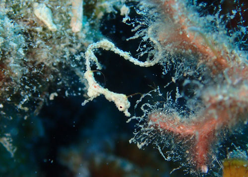 ピグミーシードラゴン