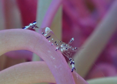 ニセアカホシカクレエビ