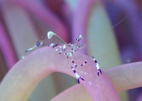 ニセアカホシカクレエビ