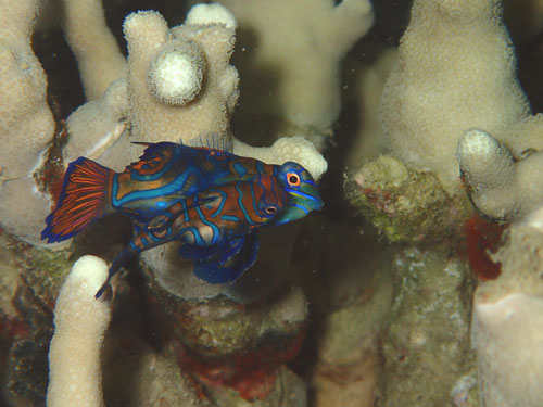 ニシキテグリの産卵