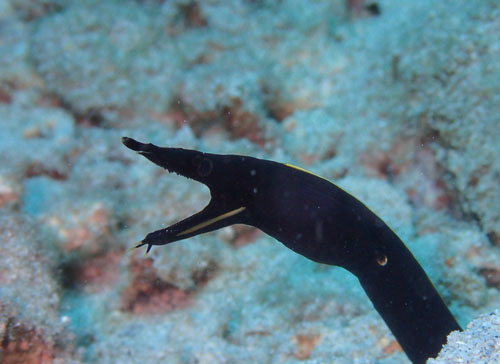 ハナヒゲウツボｙｇ