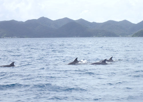 イルカの群れ