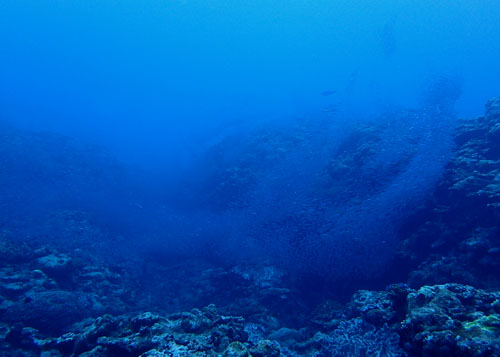 滝のようなキビナゴの群れ