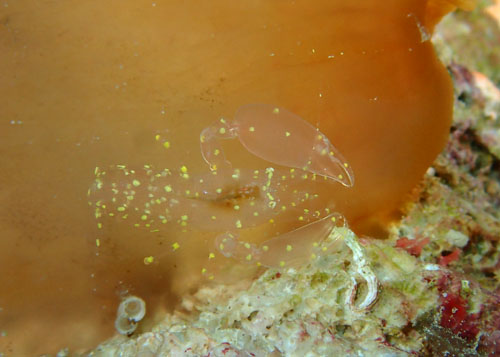 ホヤカクレエビsp