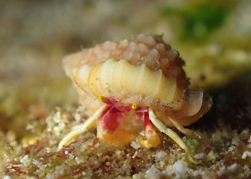 シダラミギキキヨコバサミ