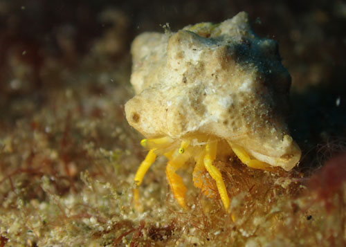 ミギキキヨコバサミ属の一種３