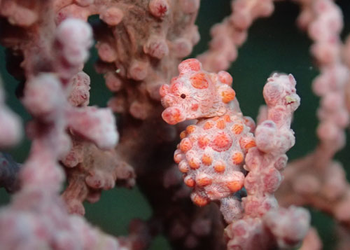 ピグミーシーホース