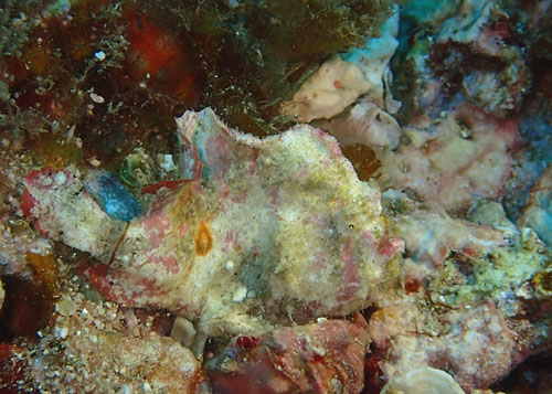 ヒメヒラタカエルアンコウ