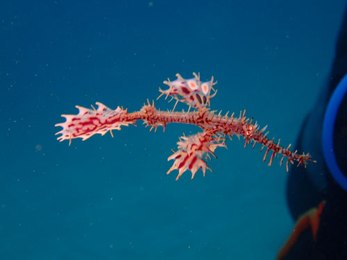 ニシキフウライウオ