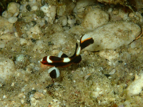 ムスジコショウダイ