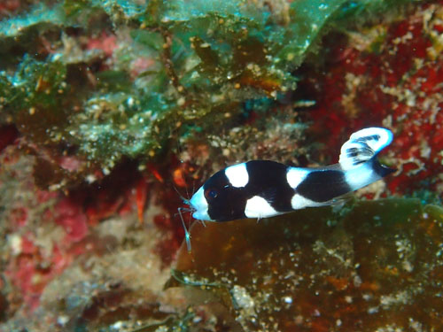 アジアコショウダイの捕食