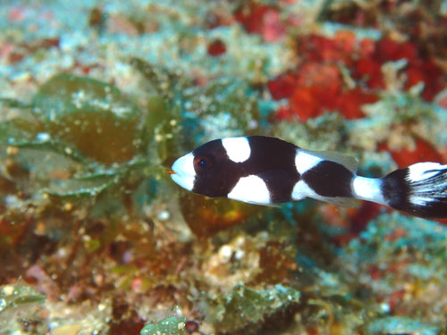 アジアコショウダイの捕食