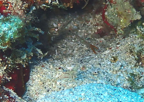 オシャレカクレエビ