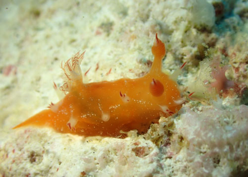 ヒメエダウミウシ