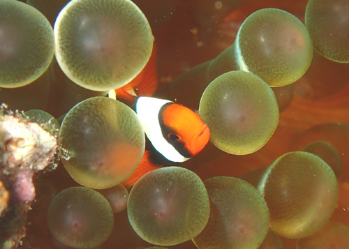 ハマクマノミBABY