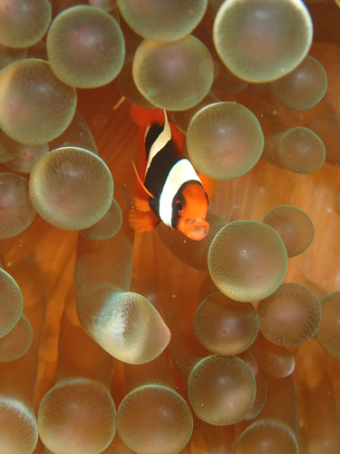 ハマクマノミｙｇ