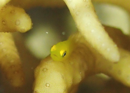 アカネダルマハゼｙｇ