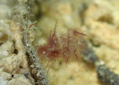 フィコカリス・シムランス