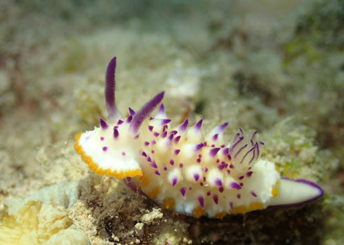 レンゲウミウシ