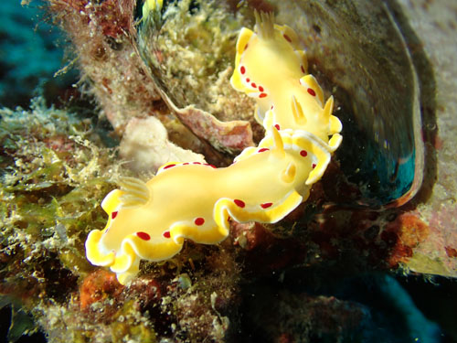 アカテンイロウミウシ