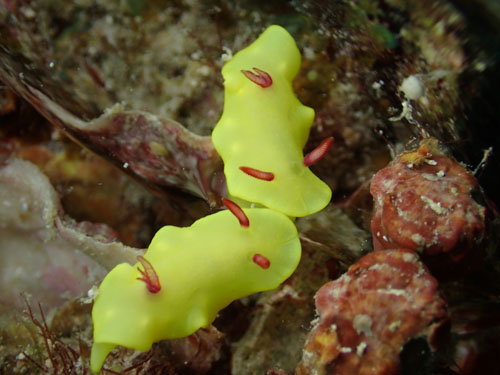 ノウメア・ラボウトイ